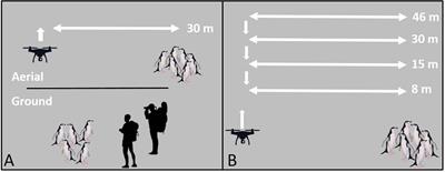 Drones Minimize Antarctic Predator Responses Relative to Ground Survey Methods: An Appeal for Context in Policy Advice